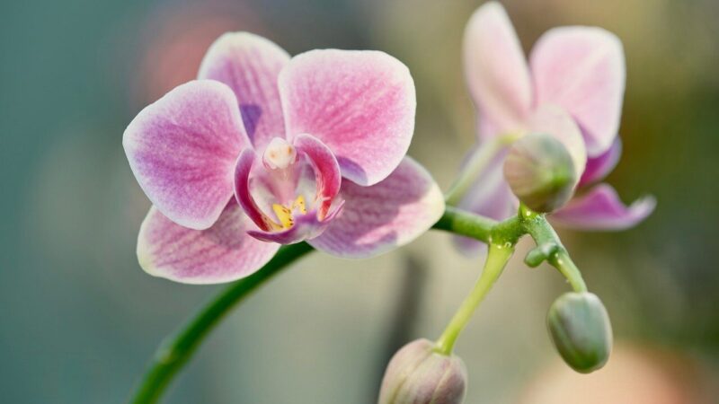 Šios virtuvės atliekos orchidėjoms gali duoti daugiau naudos nei tikėjotės: išbandę jau pastebėjo skirtumą