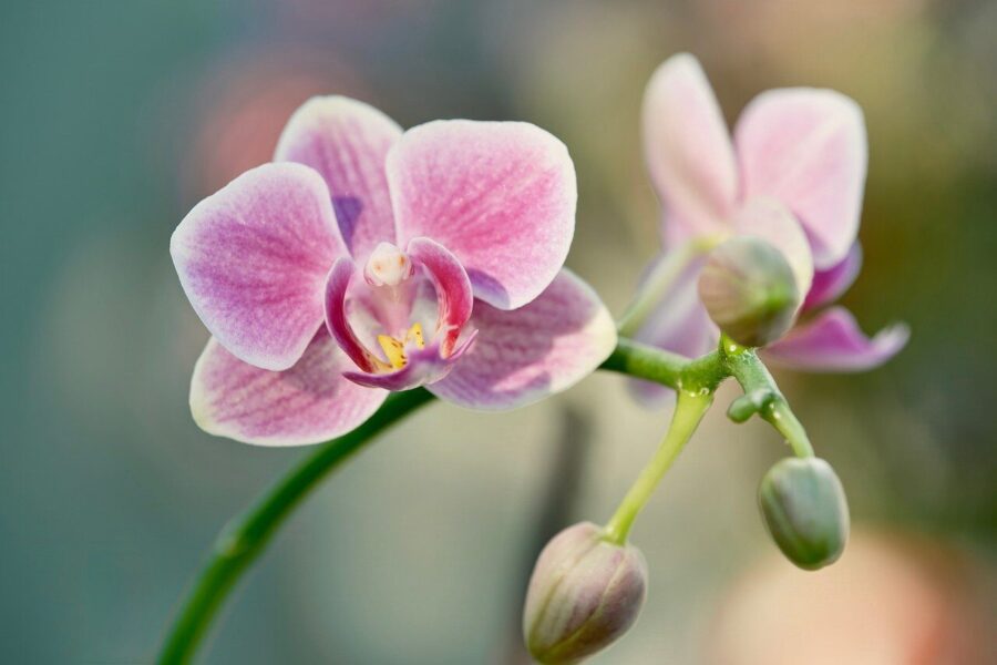 Orchidėjos. Pixabay nuotr.