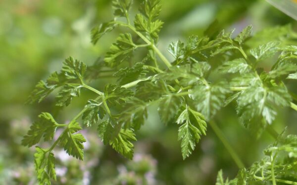 Pamirškite petražoles: ši aromatinga žolelė dabar masiškai sėjama daržuose ir balkonuose