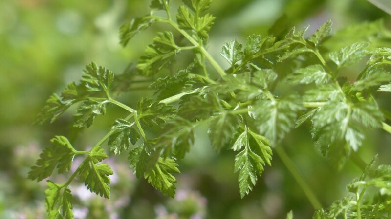 Pamirškite petražoles: ši aromatinga žolelė dabar masiškai sėjama daržuose ir balkonuose