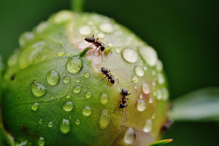 Skruzdės ant bijūnų. Pixabay nuotr.