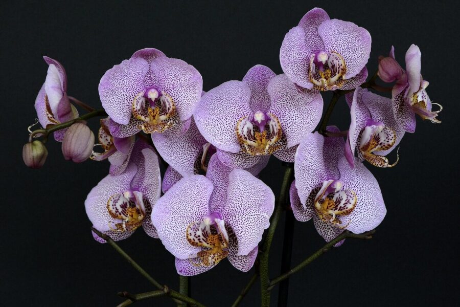 Orchidėjos. Pixabay nuotr.