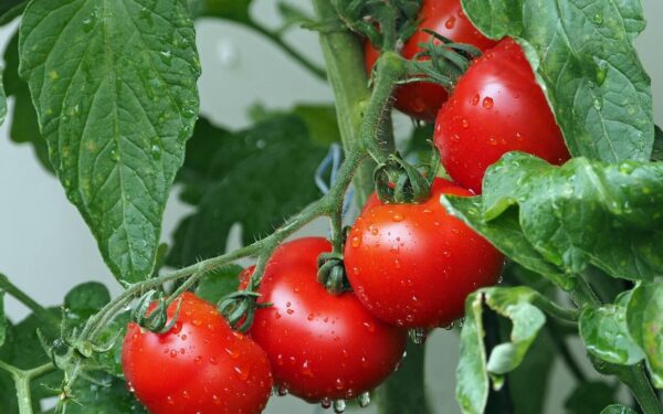 Pomidorams neužtenka vien vandens: stiprus derlius prasideda nuo gero starto