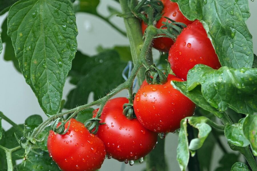 Pomidorams neužtenka vien vandens: stiprus derlius prasideda nuo gero starto