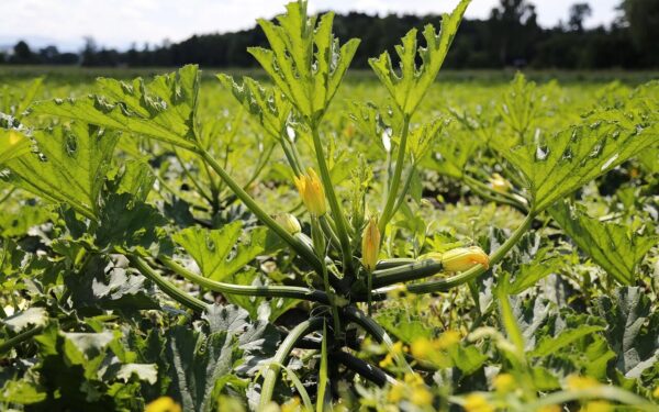 Cukinijos derės kibirais, jei sodindami padarysite vieną paprastą dalyką