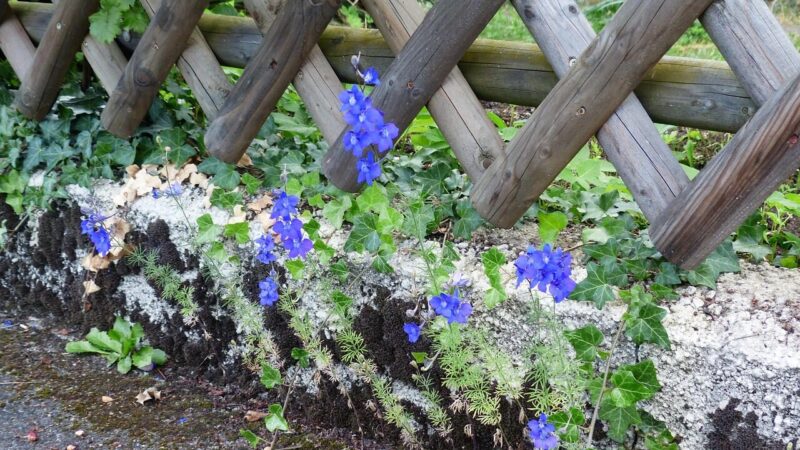 Žydi nuo vasaros pradžios iki rudens: ši vienmetė gėlė gali tapti ryškiausiu akcentu jūsų gėlyne