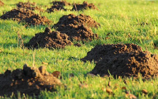 Kasmetinis vejos košmaras: štai kaip sodininkai užtikrintai atsikrato kurmių