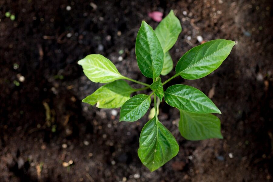 Paprika. Pixabay nuotr.