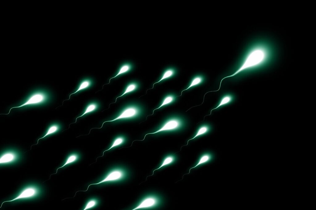 Spermatozoidų lenktynės. Pixabay nuotr.