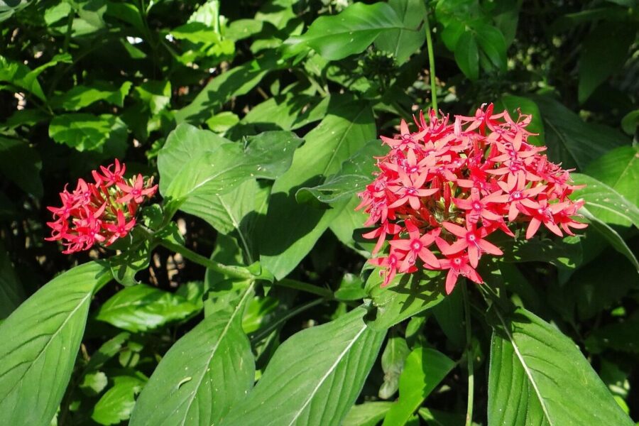 Pentas. Pixabay nuotr.