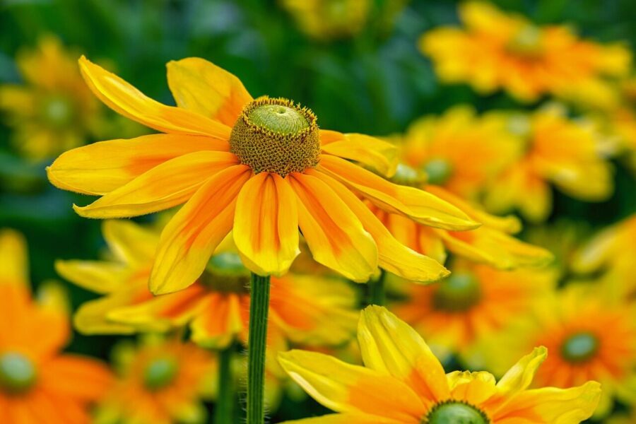 Rudbekija. Pixabay nuotr.