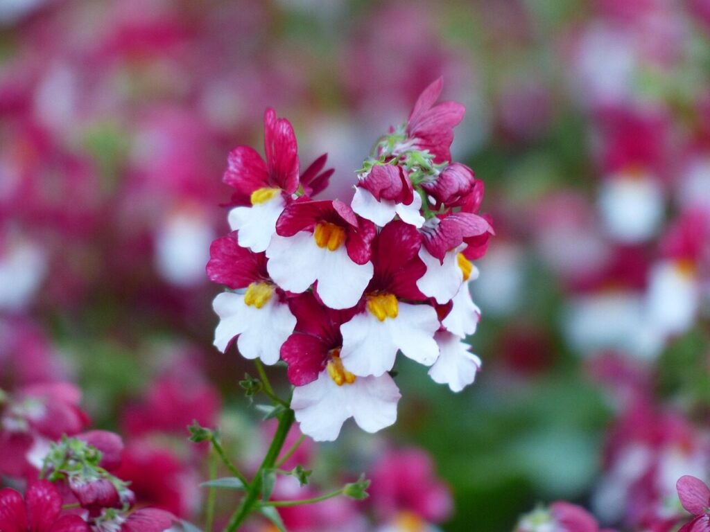 Marga nemezija. Pixabay nuotr.