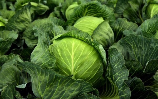 Močiutės paslaptis šviežių kopūstų skoniui: vienas ingredientas viską pakeičia