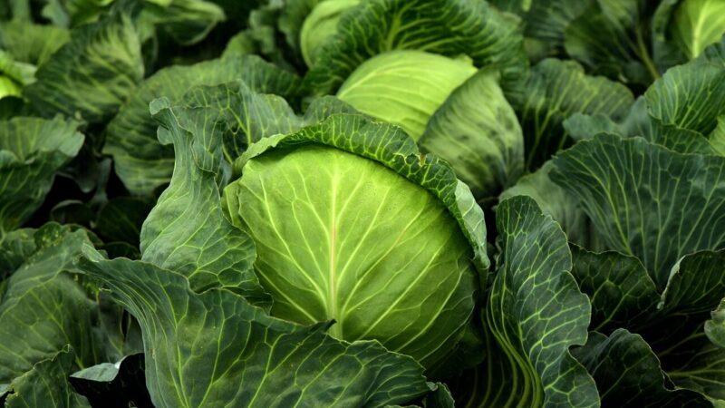 Močiutės paslaptis šviežių kopūstų skoniui: vienas ingredientas viską pakeičia