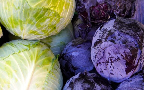 Kietų ir sunkių kopūstų paslaptis – ne stebuklingos trąšos, o keli svarbūs žingsniai