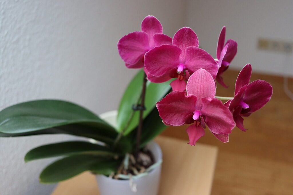 Orchidėja. Pixabay nuotr.