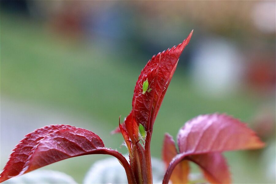 Amarai ant rožių. Pixabay nuotr.