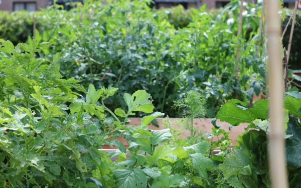 Daržovių kaimynystė svarbesnė nei atrodo: kai kurios poros stiprina aromatą bei derlių