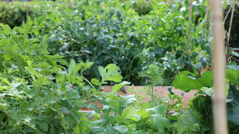 Daržovių kaimynystė svarbesnė nei atrodo: kai kurios poros stiprina aromatą bei derlių