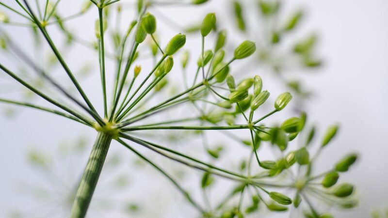 Daugelis agurkus augina vienus, nors patyrę sodininkai rekomenduoja prisiminti seną triuką su krapais