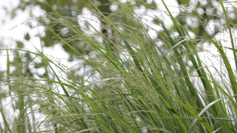 Ne vien tik kaimynų pyktis: rengiami patikrinimai, gresia bauda iki 600 eurų