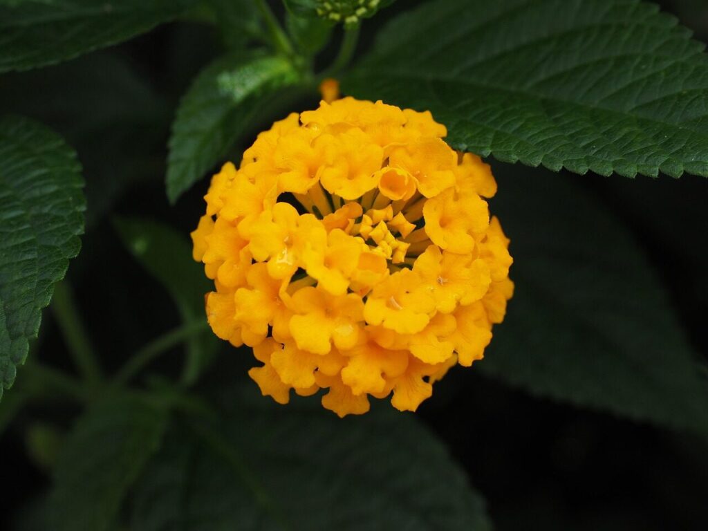 Lantana. Pixabay nuotr.