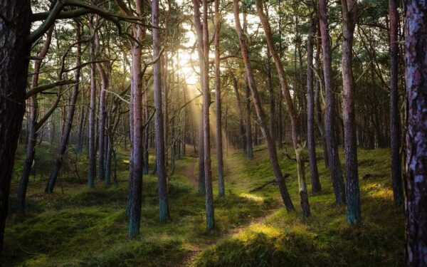 Šito miške nedarykite: viena klaida gali pritraukti pavojų, kurio nepamatysite iš karto