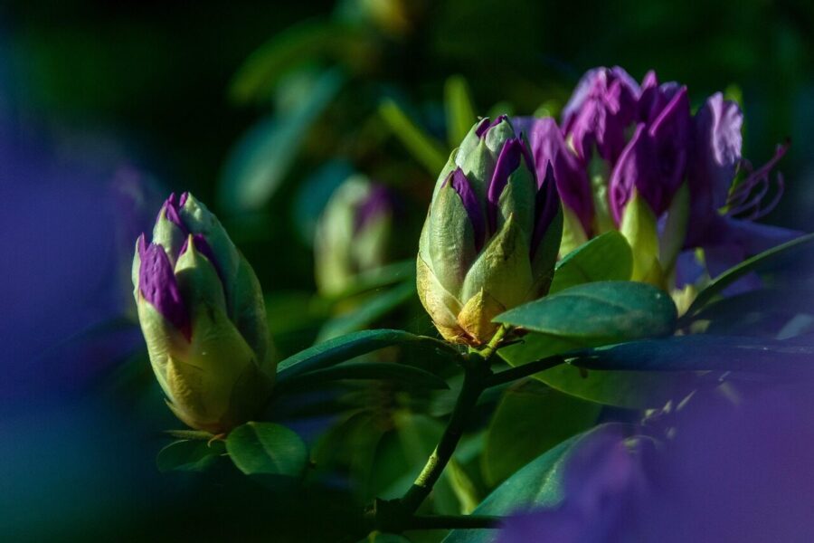 Rododendrai. Pixabay nuotr.