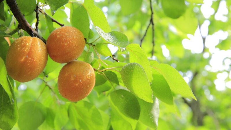 Abrikosų genėjime svarbi viena detalė: per daug išpjovus galima pakenkti derliui