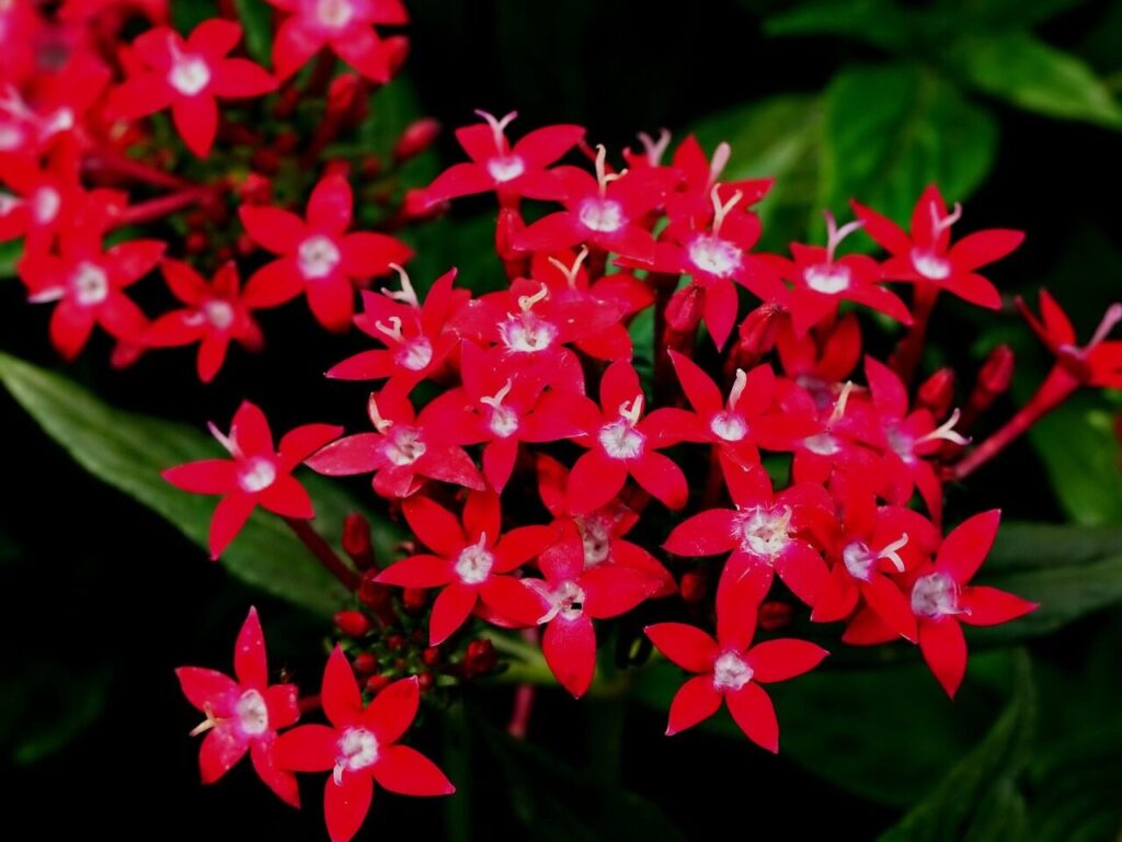 Raudonasis pentas. Pixabay nuotr.