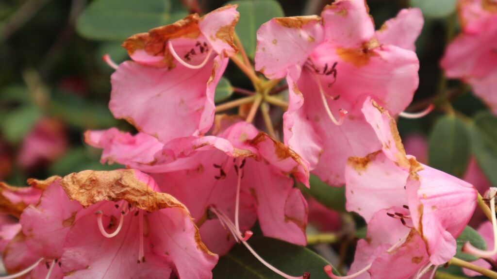 Rododendrų kenkėjai. Unsplash nuotr.
