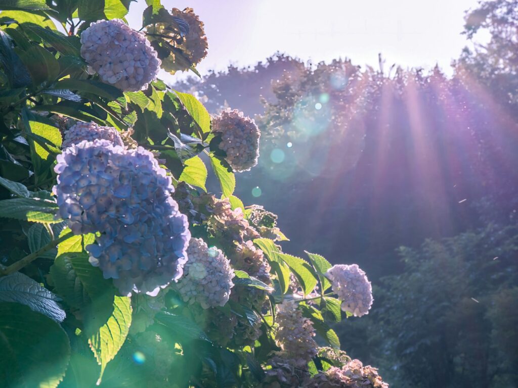 Hortenzijų krūmas. Unsplash nuotr.