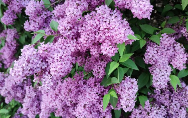 Floristų triukas alyvoms: Į vazą įpilkite šio tirpalo, išliks gaivios ir kvapnios ilgiau nei įprastai