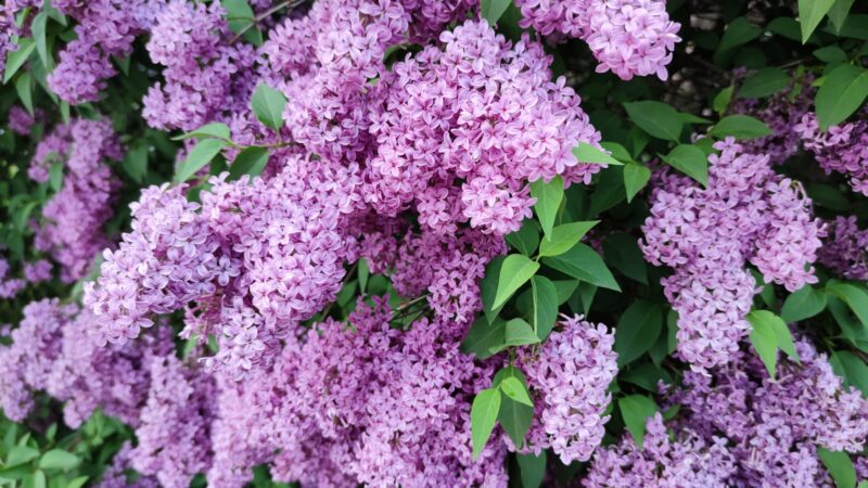 Floristų triukas alyvoms: Į vazą įpilkite šio tirpalo, išliks gaivios ir kvapnios ilgiau nei įprastai
