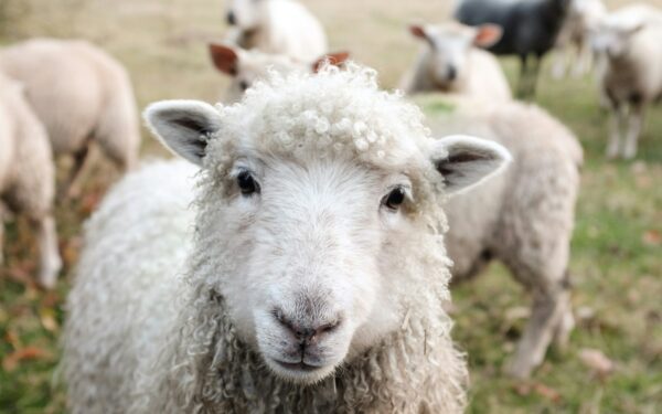 Daržininkai vis dažniau renkasi avies vilną: štai kuo ji naudinga pomidorams ir agurkams