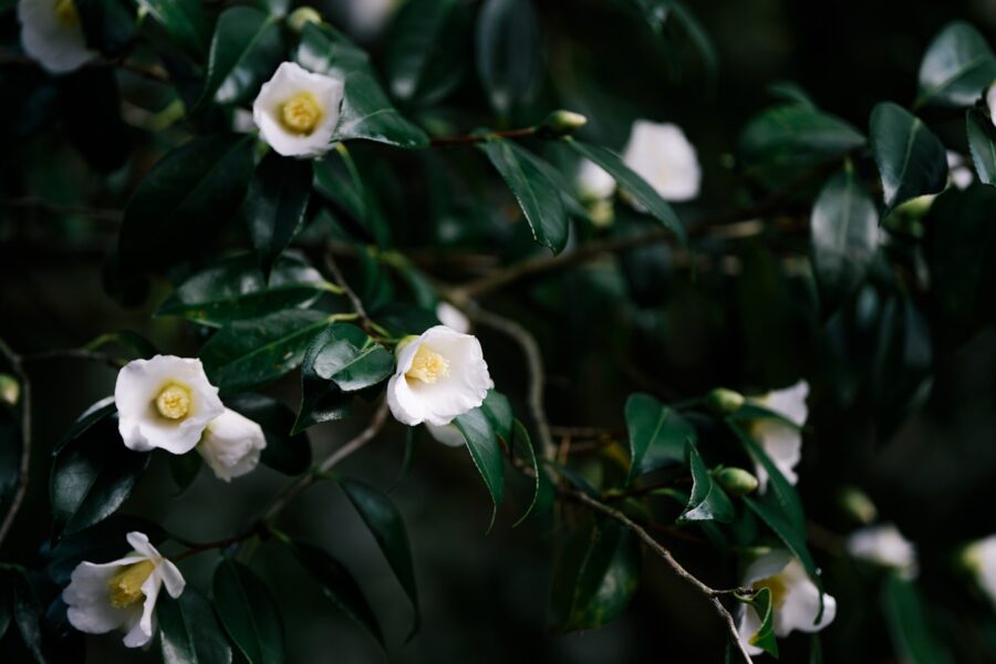 Kininis arbatmedis. Unsplash nuotr.