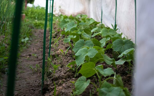 Diatomitinė žemė nėra trąša, tačiau agurkams gali būti labai naudinga: štai, ką būtina žinoti