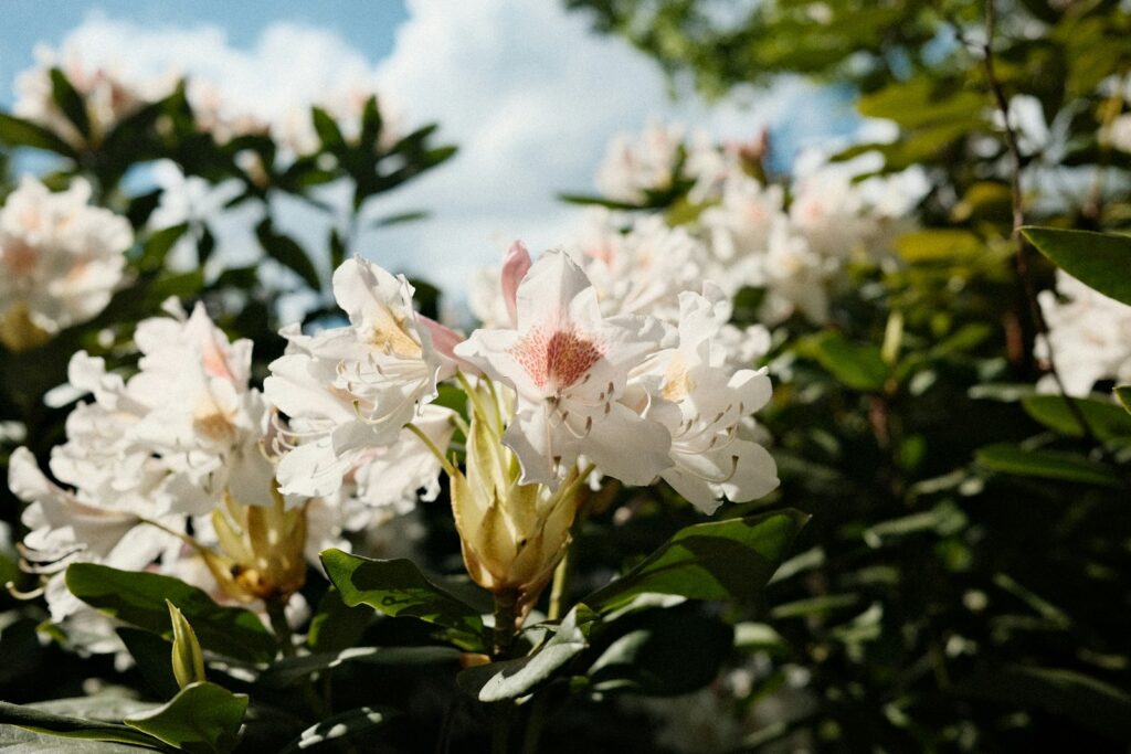 Rododendrai baltais žiedais. Unsplash nuotr.