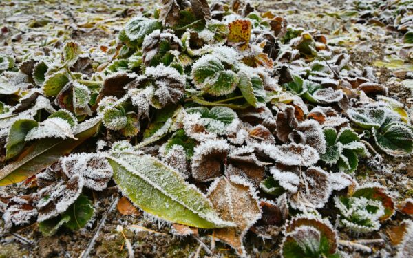 Šalnos dažniau smogia žemumose: patyrę daržininkai prieš šalnas visada daro vieną dalyką vakare