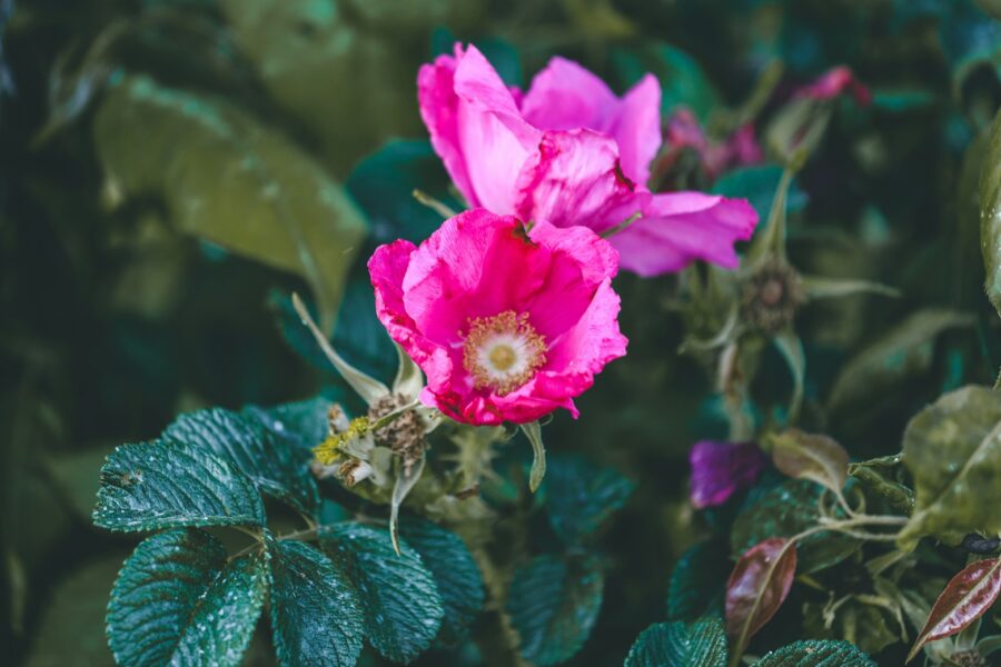 Erškėtrožė. Unsplash nuotr.