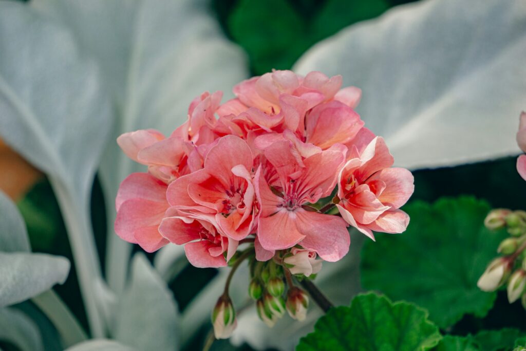 Pelargonija. Unsplash nuotr.