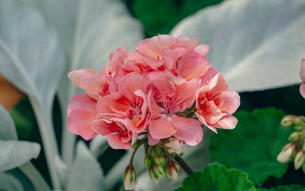 Pelargonijos nežydi? Specialistai atskleidė 3 žingsnius, kurie gali greitai pakeisti situaciją