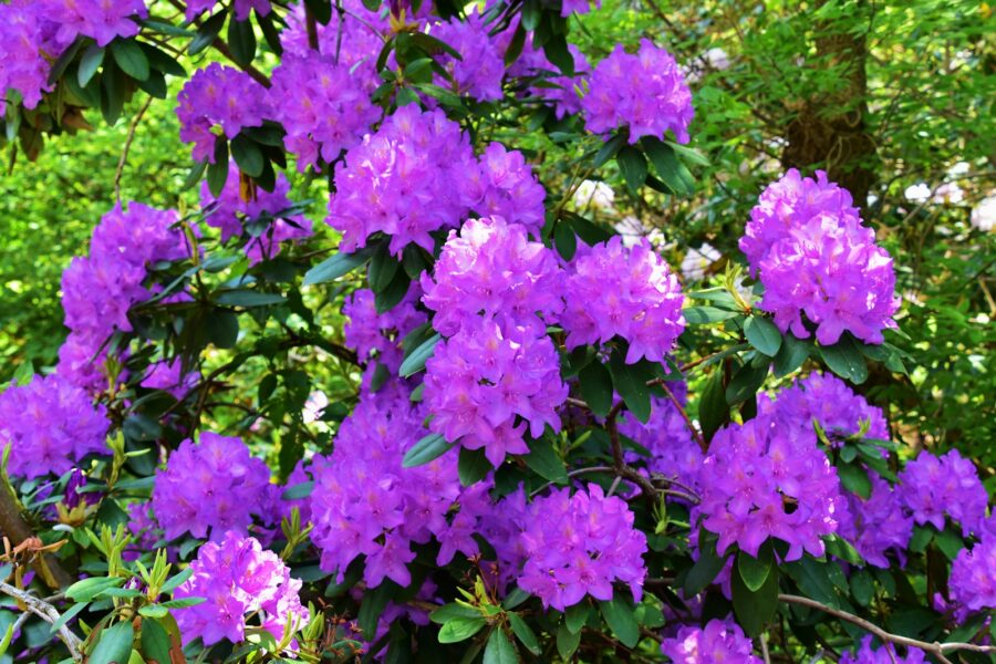 Rododendras. Unsplash nuotr.