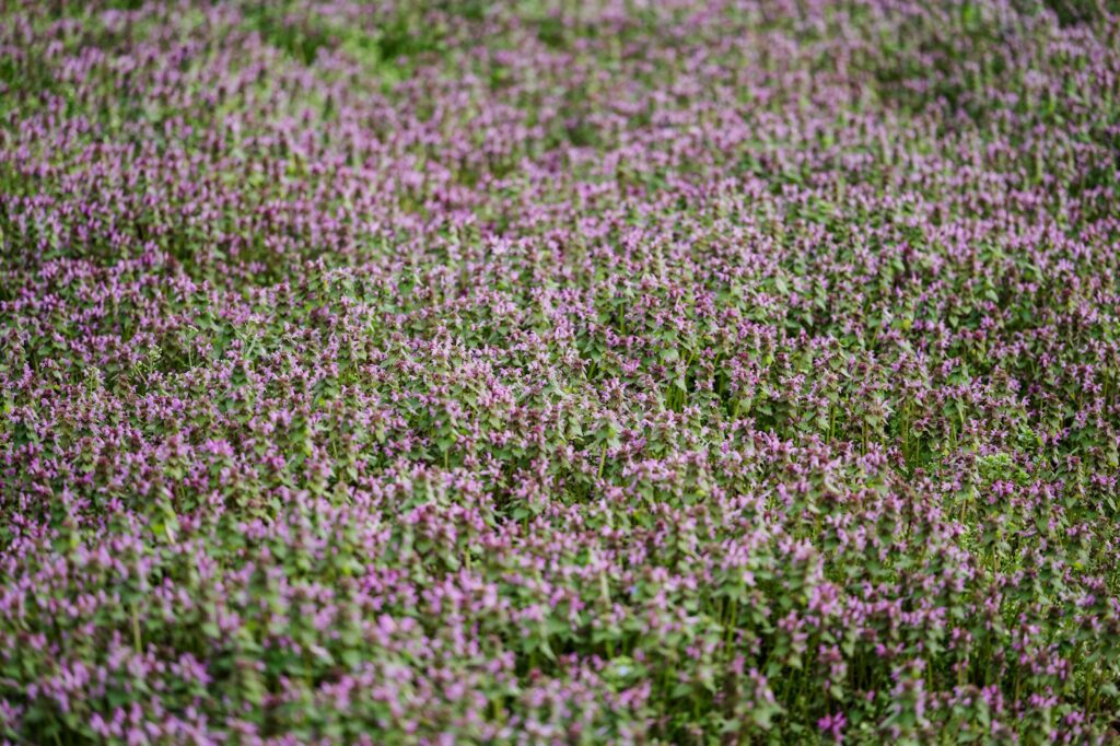 Čiobreliai. Unsplash nuotr.