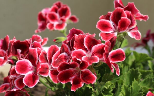 Šis naminis nuoviras gali atgaivinti net skurstančias pelargonijas: sodininkai jį naudoja kasmet