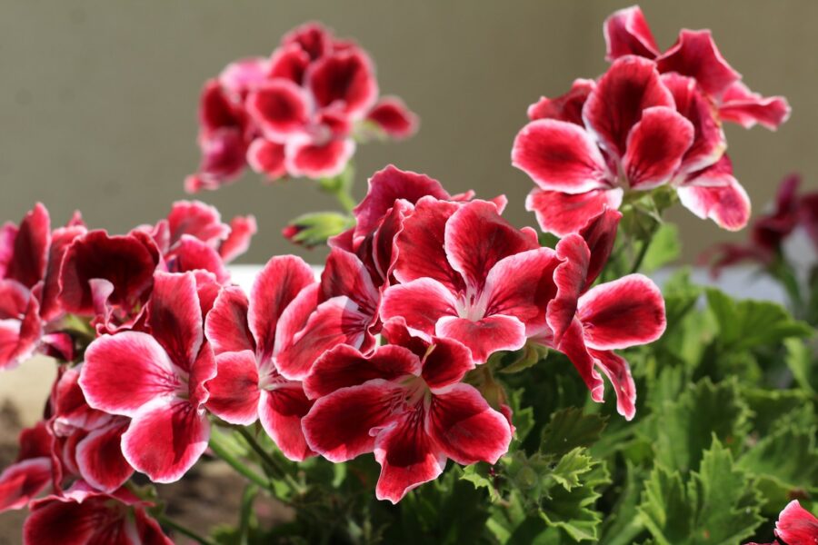Pelargonijos. Unsplash nuotr.