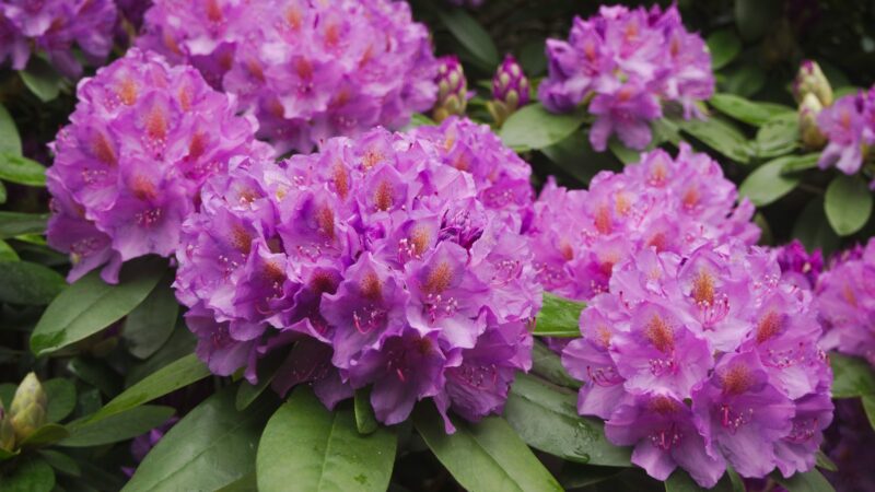 Slepiasi dirvoje ir puola šaknis: rododendrų žydėjimą gali sugadinti klastingas straubliukas