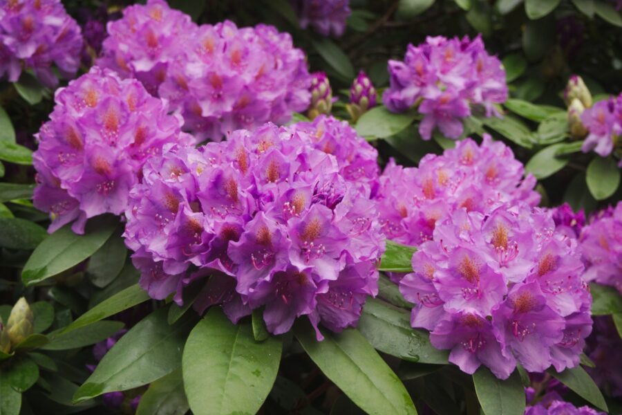 Slepiasi dirvoje ir puola šaknis: rododendrų žydėjimą gali sugadinti klastingas straubliukas