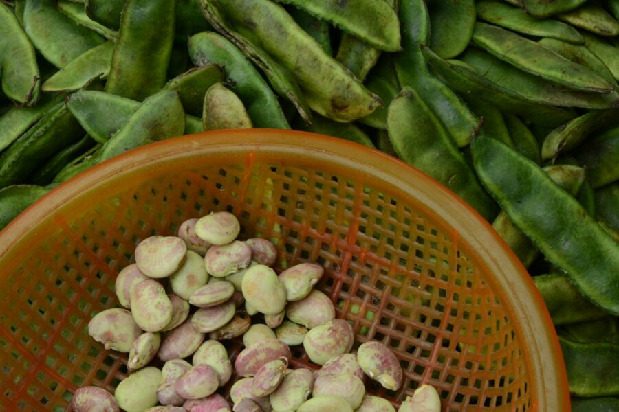 Fava pupos. Unsplash nuotr.