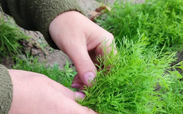 Krapų netrūks iki pat rudens: viskas prasideda nuo vienos paprastos sėjos gudrybės